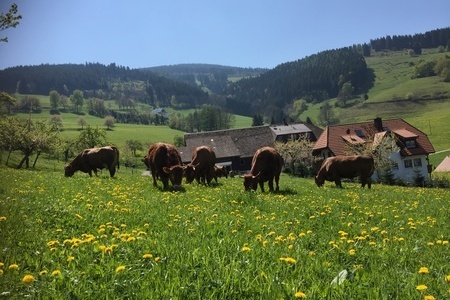 Viehherde im Frhling
