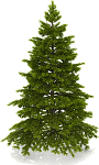 Weihnachtsbaumverkauf
