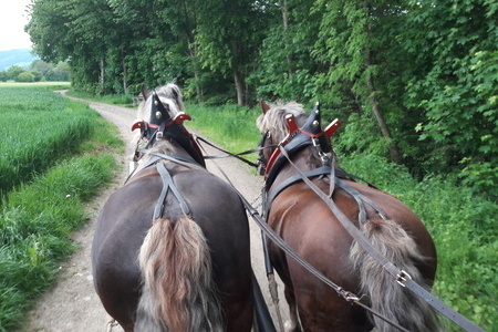 beschwingte Kutschfahrt